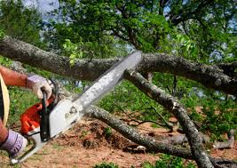 How Our Tree Care Process Works  in Benton Harbor, MI